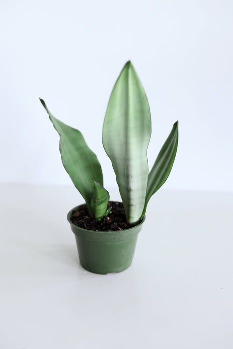 'Moonshine' Snake Plant (Sansevieria)