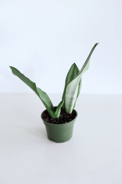 'Moonshine' Snake Plant (Sansevieria)