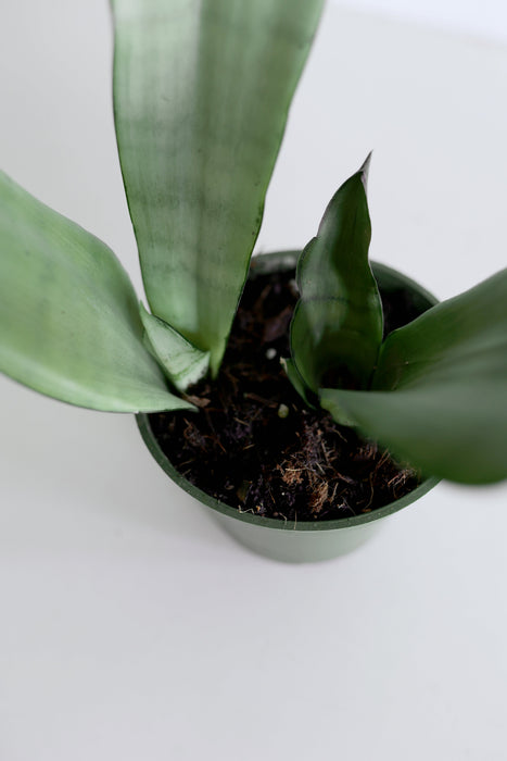 'Moonshine' Snake Plant (Sansevieria)
