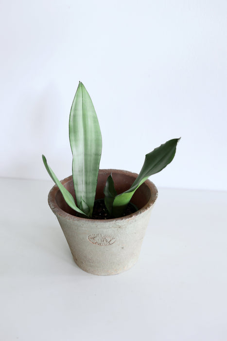 'Moonshine' Snake Plant (Sansevieria)