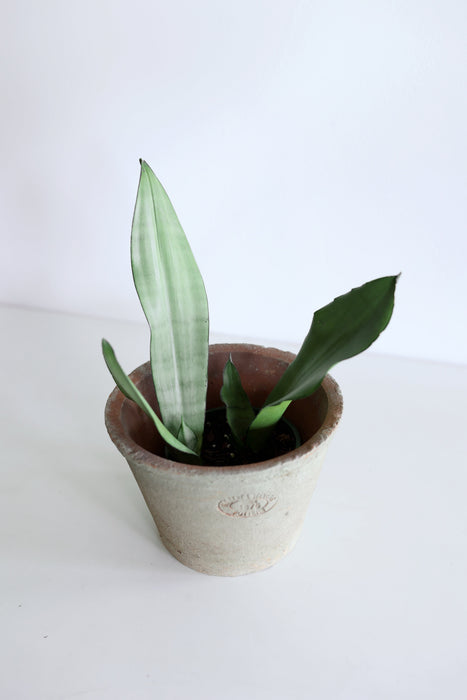 'Moonshine' Snake Plant (Sansevieria)