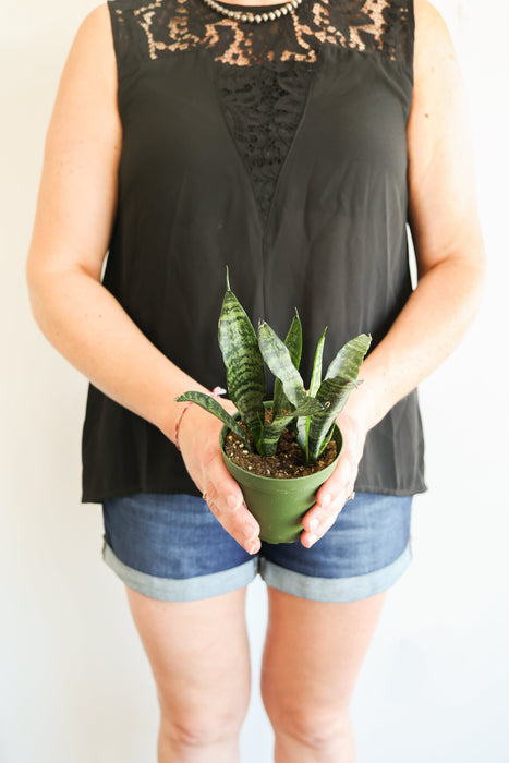 Snake Plant