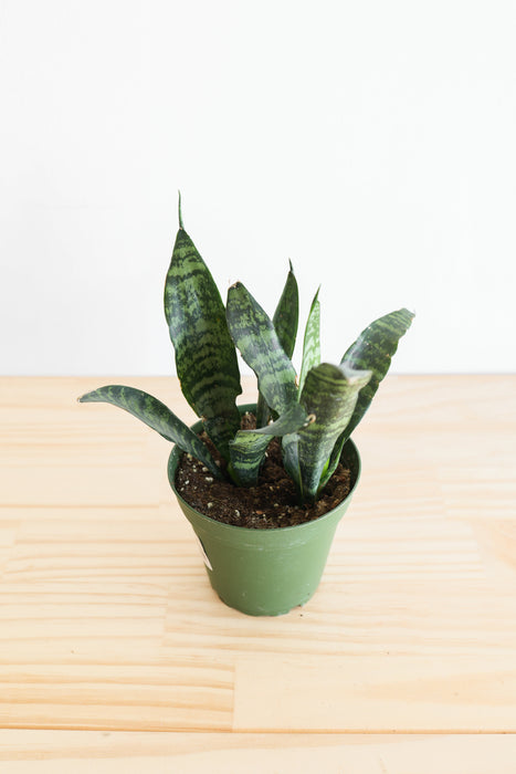 Snake Plant