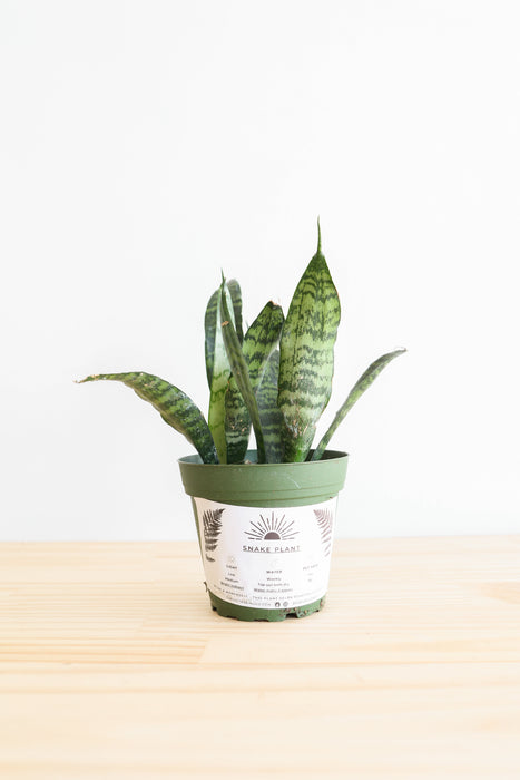 Snake Plant