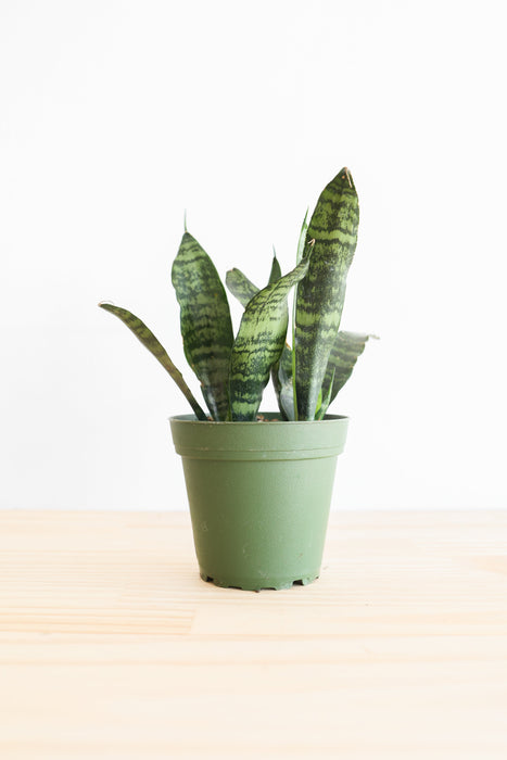 Snake Plant