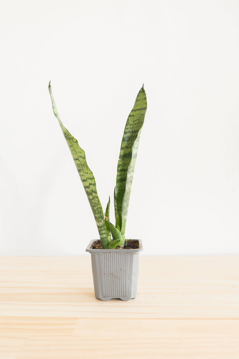 Snake Plant