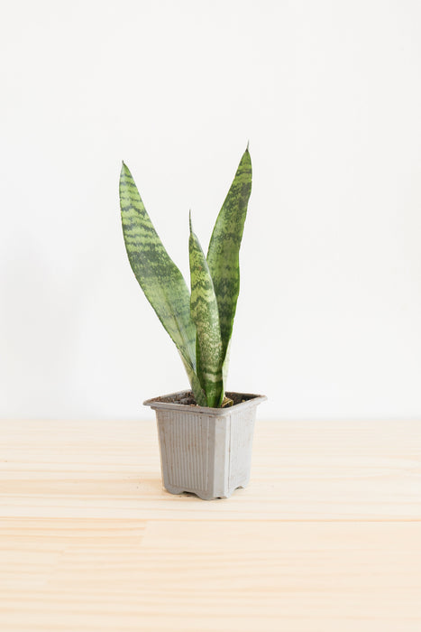 Snake Plant