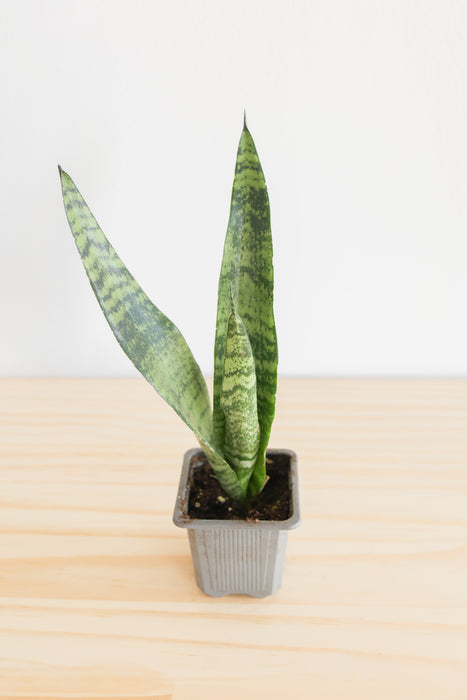 Snake Plant