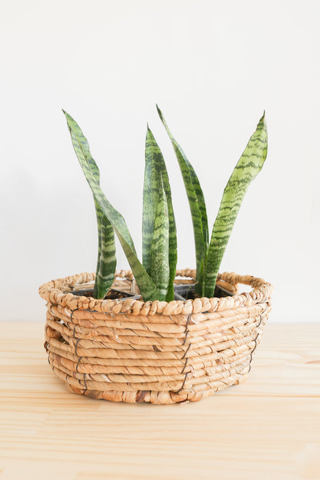 Snake Plant