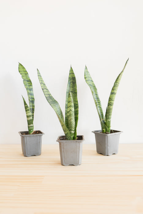 Snake Plant