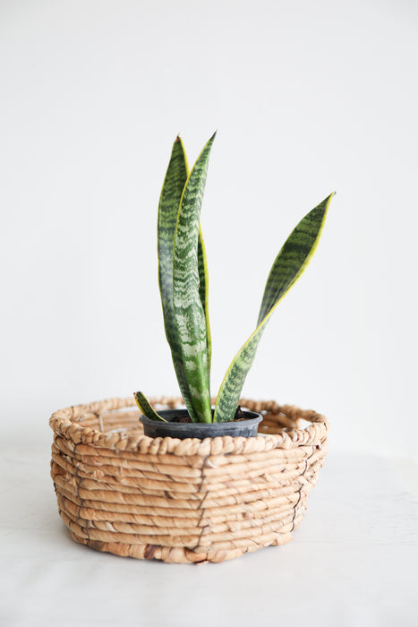 Snake Plant