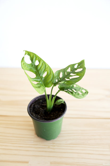 Swiss Cheese Plant