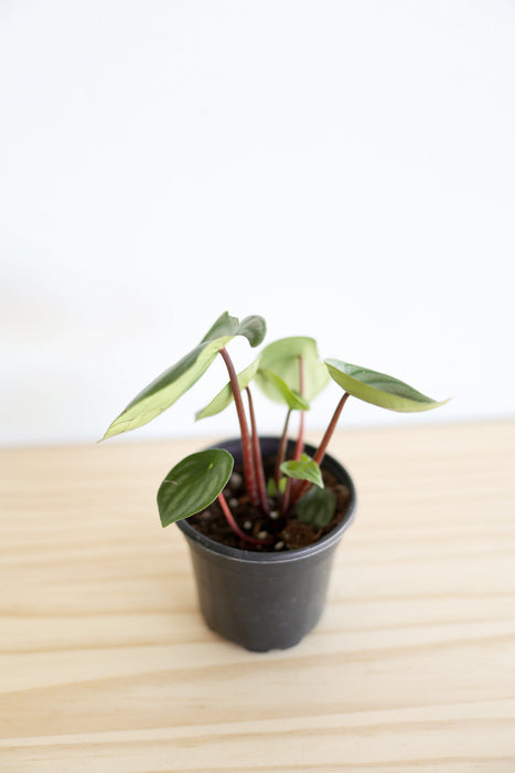 Watermelon Peperomia