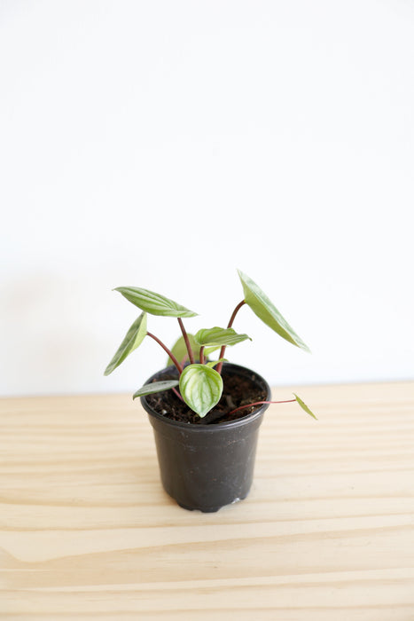 Watermelon Peperomia