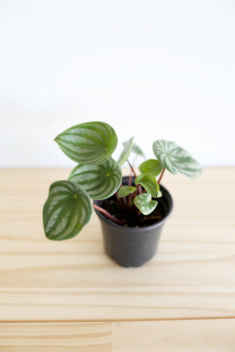 Watermelon Peperomia