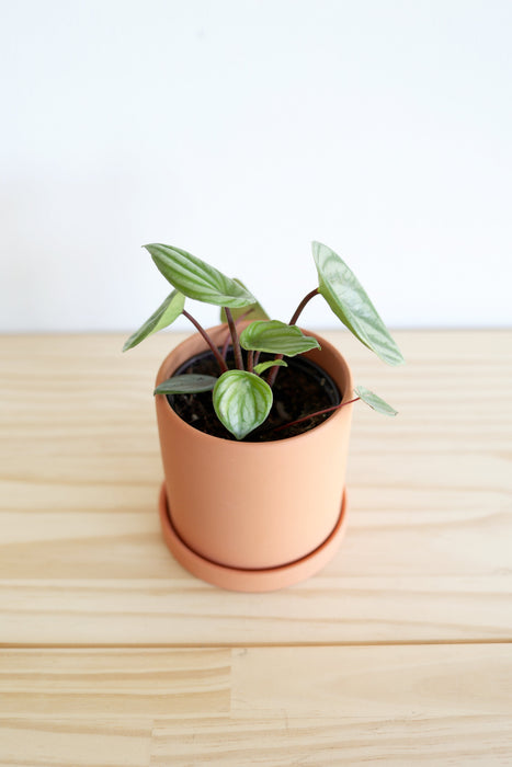 Watermelon Peperomia