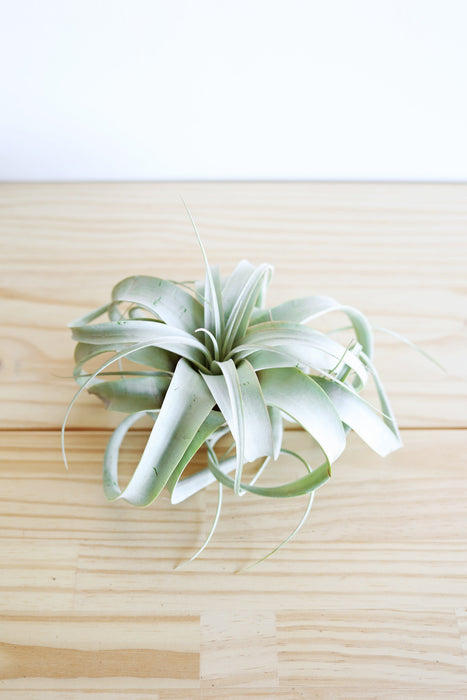 Air Plant Xerographica