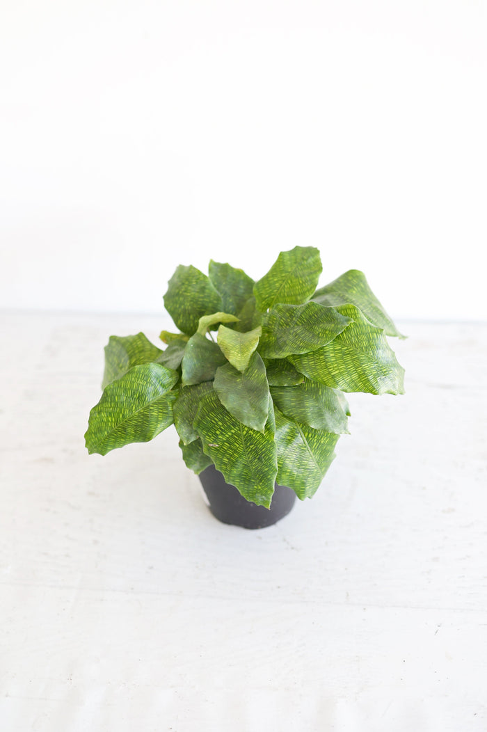 Houseplants