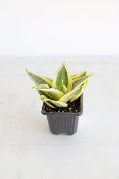 Golden Bird's Nest Snake Plant | 3" pot
