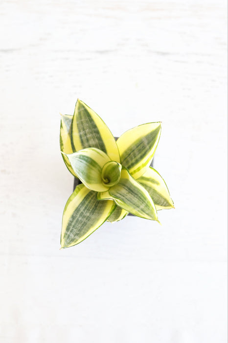 Golden Bird's Nest Snake Plant | 3" pot