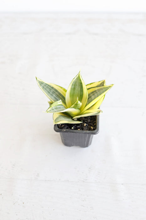 Golden Bird's Nest Snake Plant | 3" pot