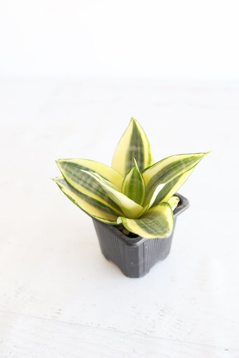 Golden Bird's Nest Snake Plant | 3" pot