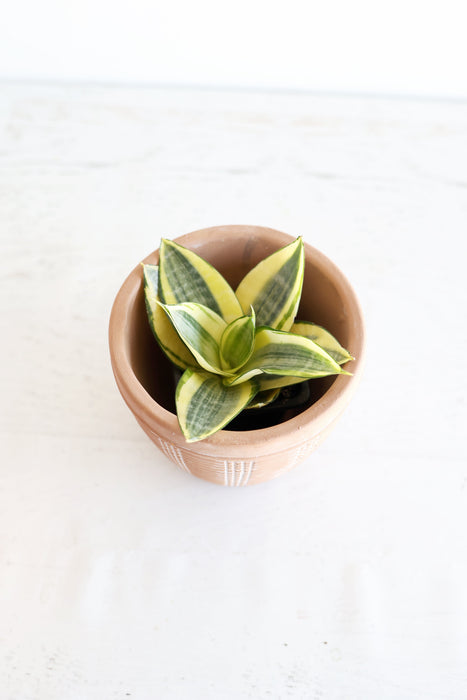 Golden Bird's Nest Snake Plant | 3" pot