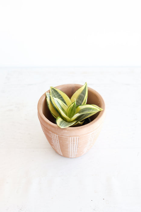 Golden Bird's Nest Snake Plant | 3" pot