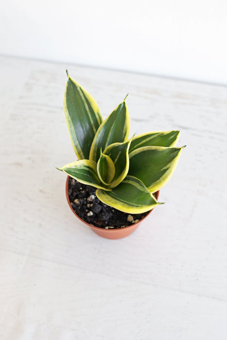 Bird's Nest Snake Plant | 4" Pot