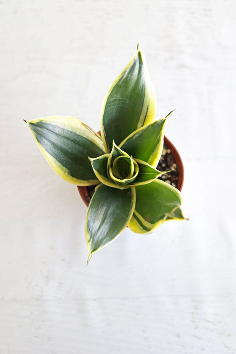 Bird's Nest Snake Plant | 4" Pot