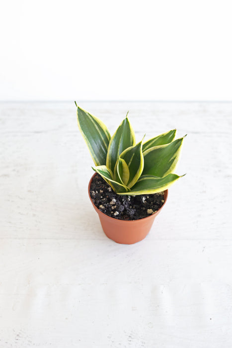 Bird's Nest Snake Plant | 4" Pot