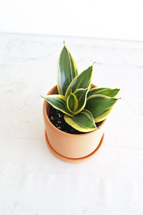 Bird's Nest Snake Plant | 4" Pot