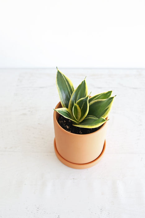Bird's Nest Snake Plant | 4" Pot