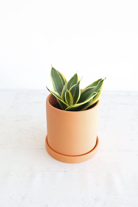 Bird's Nest Snake Plant | 4" Pot