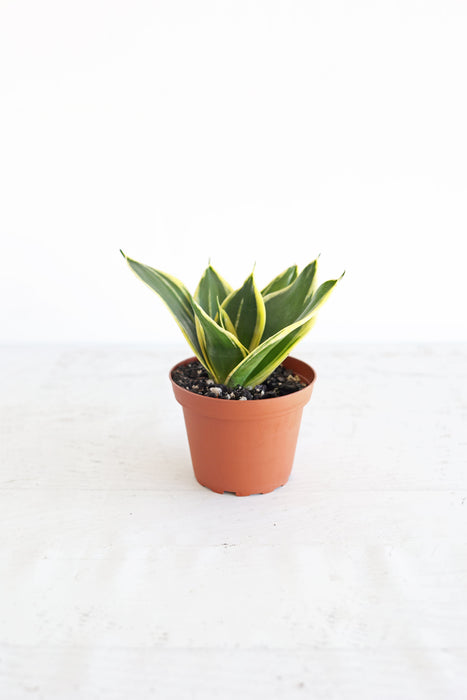 Bird's Nest Snake Plant | 4" Pot
