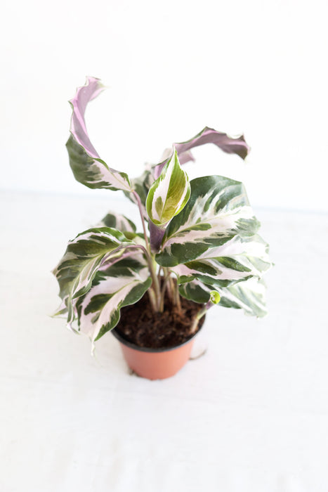 Calathea "Stella"
