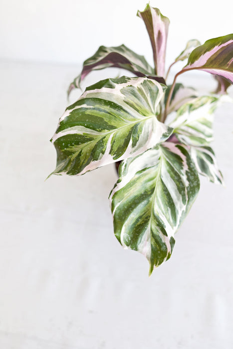Calathea "Stella"