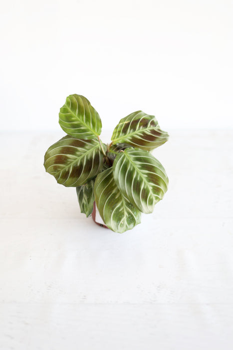 Black Cat Prayer Plant