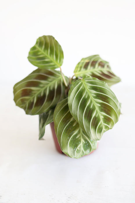 Black Cat Prayer Plant