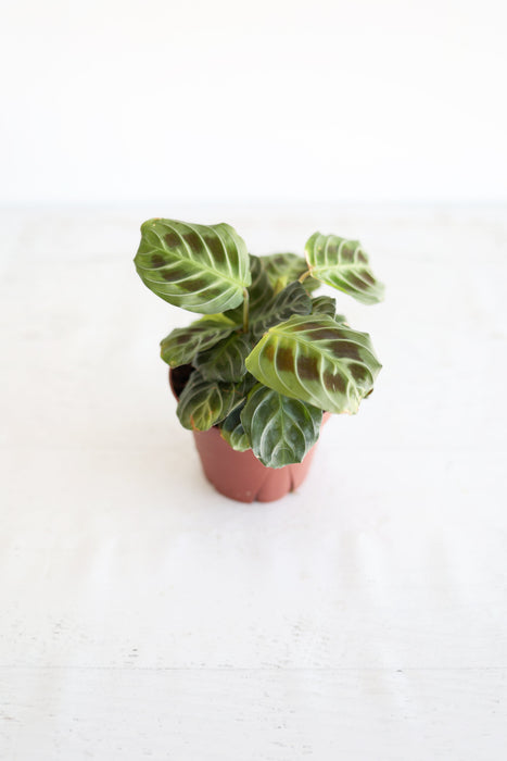 Black Cat Prayer Plant