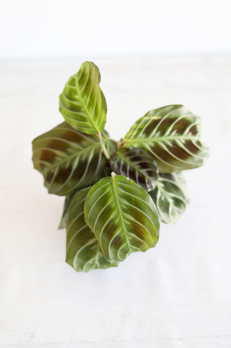 Black Cat Prayer Plant