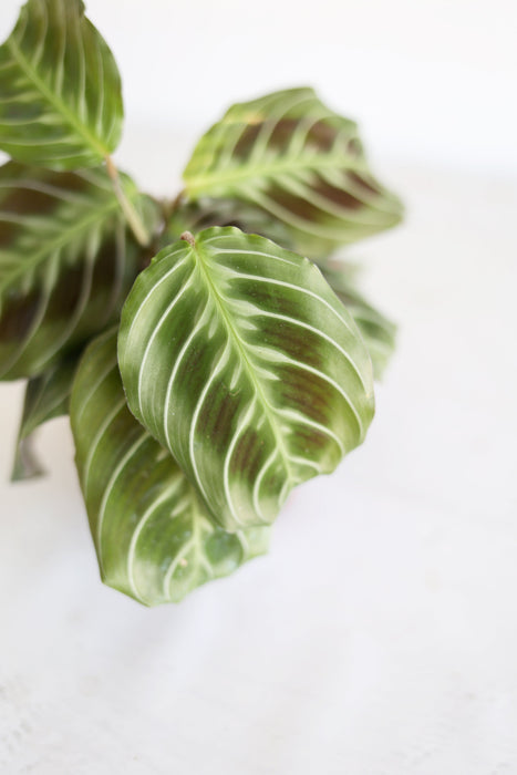 Black Cat Prayer Plant