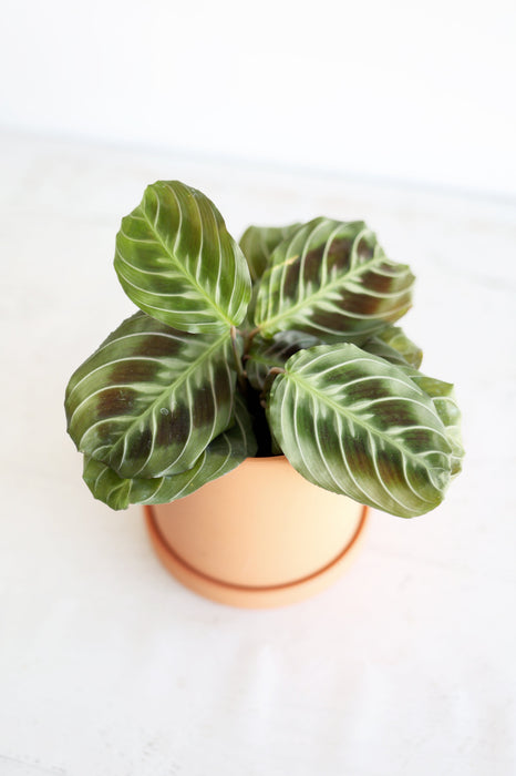 Black Cat Prayer Plant