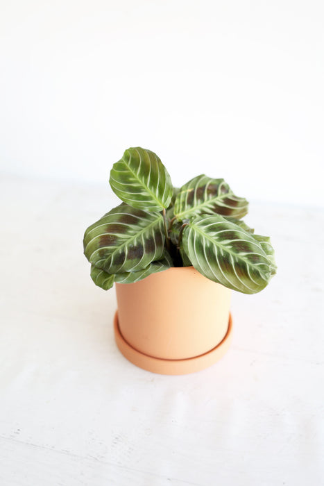 Black Cat Prayer Plant