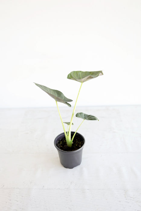 Alocasia "Regal Shield"