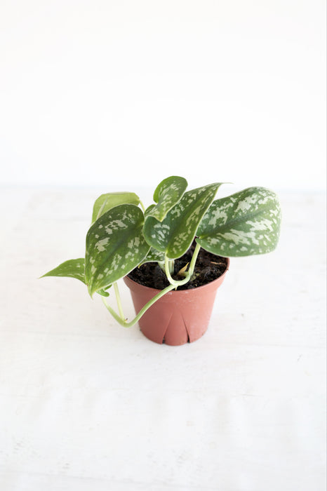 Satin Pothos Plant