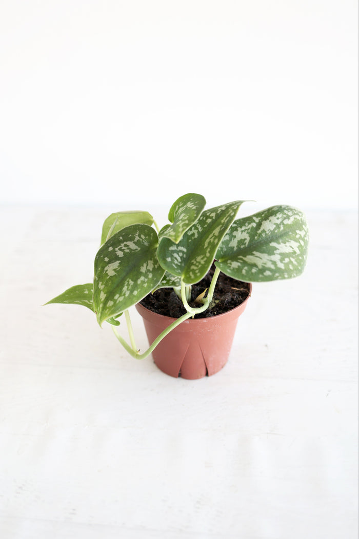 Houseplants