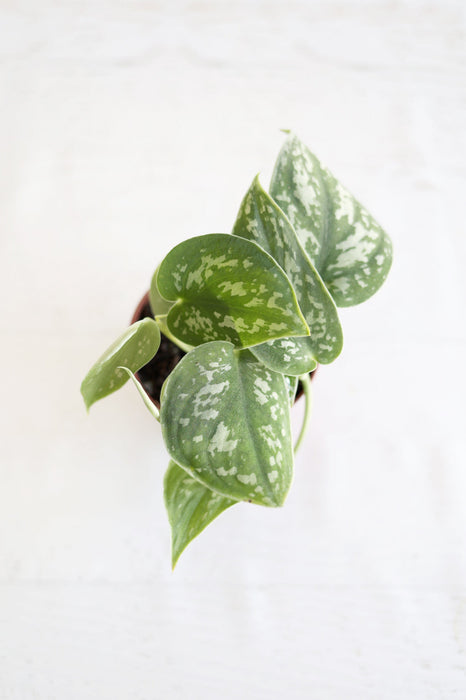 Satin Pothos Plant