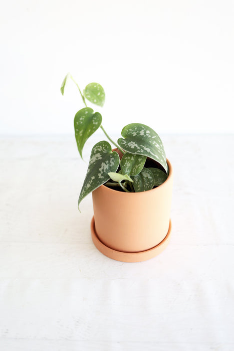 Satin Pothos Plant