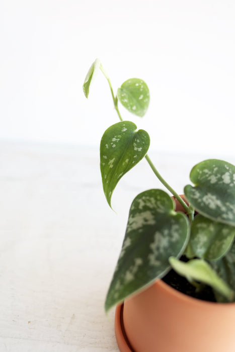 Satin Pothos Plant